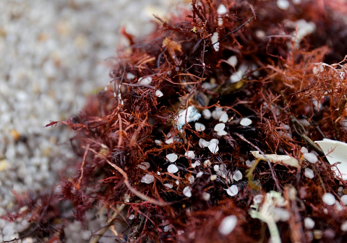 Pellets de plástico recogidos en la playa del Orzán, Coruña