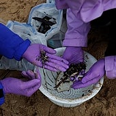 Galicia, Asturias y Cantabria elevan a nivel 2 su alerta para pedir la intervención del Gobierno en la crisis por los pellets