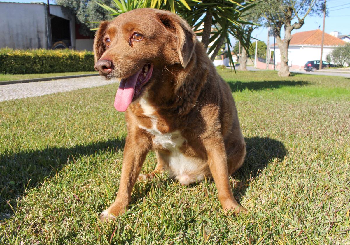 El perro Bobi en una imagen de archivo