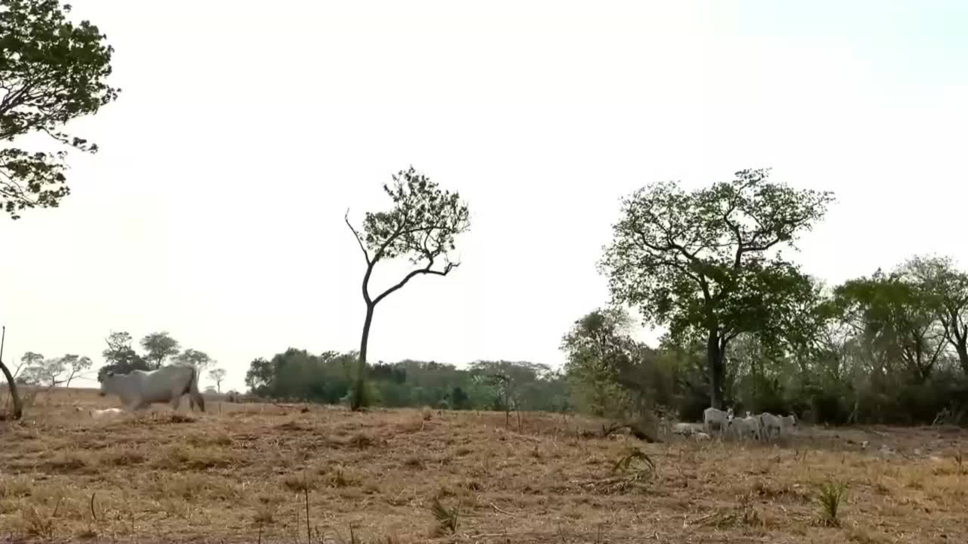 Los incendios forestales en Brasil destruyeron un área del tamaño de Uruguay en 2023