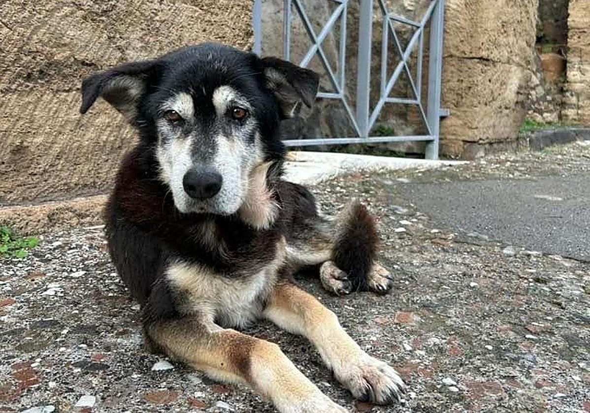 Argo, delante de una casa de Pompeya