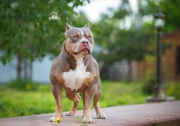 Fin al protagonista de las peleas de perros callejeras: Reino Unido comienza a sacrificar los American Bully XL