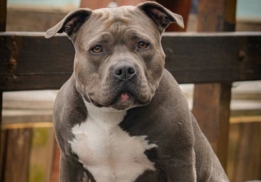 Tener un American Bully XL ya es un delito penal en el Reino Unido, pero ¿cuántos hay en España?