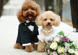 Perros que se casan: las bodas caninas cogen fuerza en España