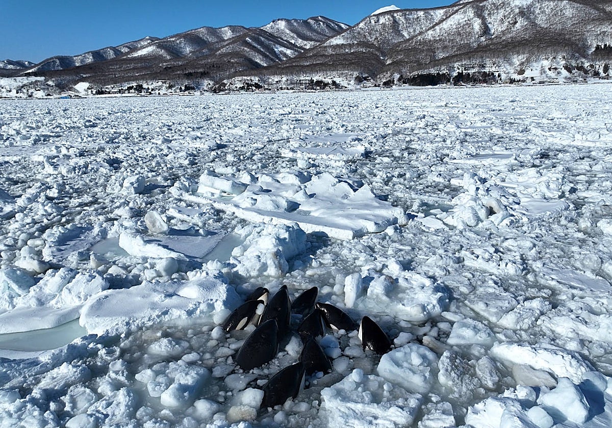 grupo de aproximadamente 15 orcas ha quedado atrapado en hielo a la deriva frente a la costa de la península de Shiretoko, en Hokkaido (norte de Japón)