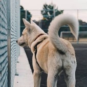 ¿Por qué mueven la cola los perros?