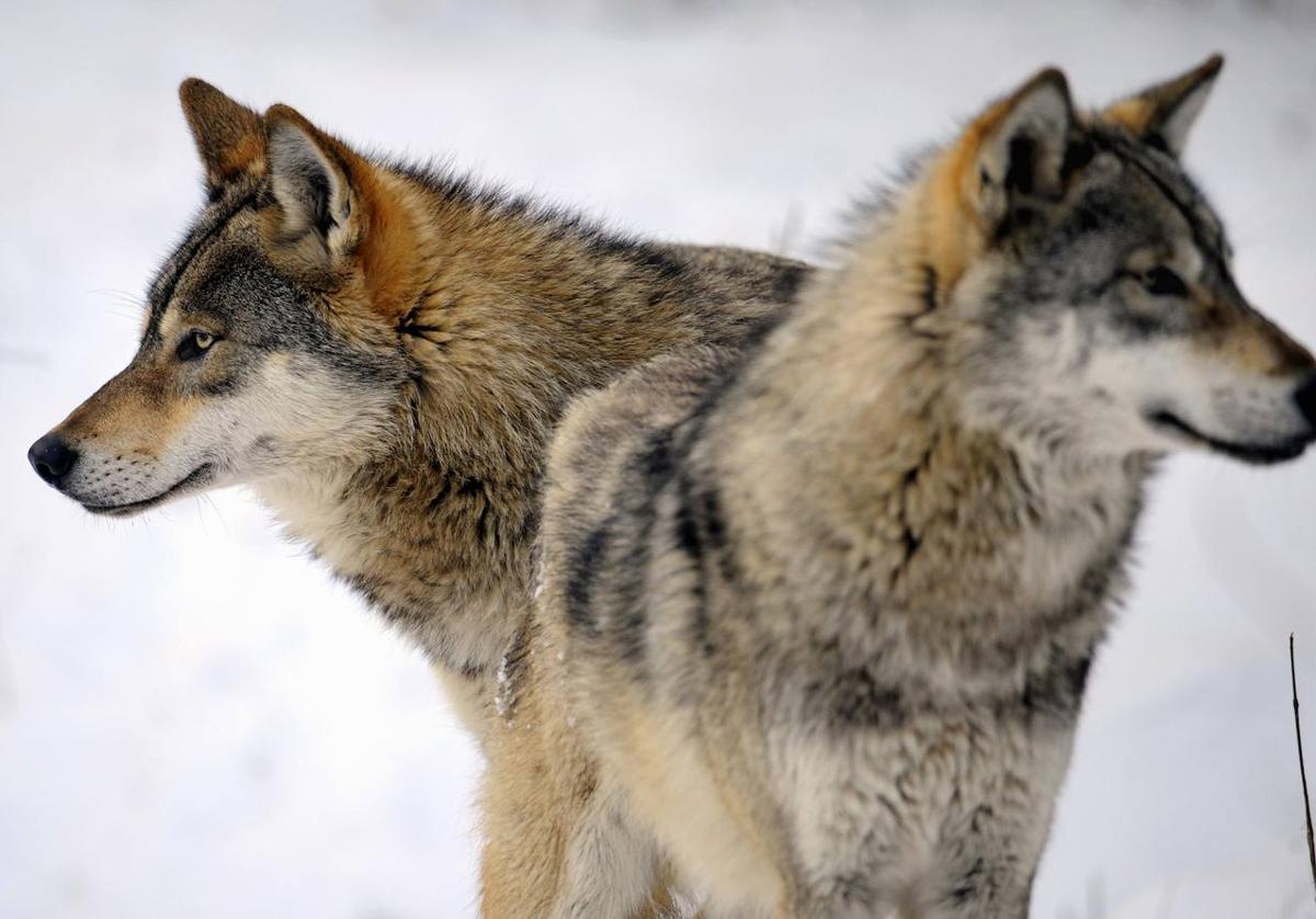 Dos lobos en la nieve