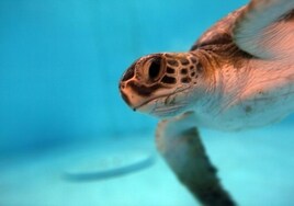 Desde tortugas hasta rapaces: la ONU alerta de que el riesgo de extinción está aumentando en  las especies migratorias