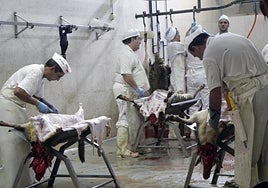 Así se sacrifican en España los animales de acuerdo a los ritos islámico y judío