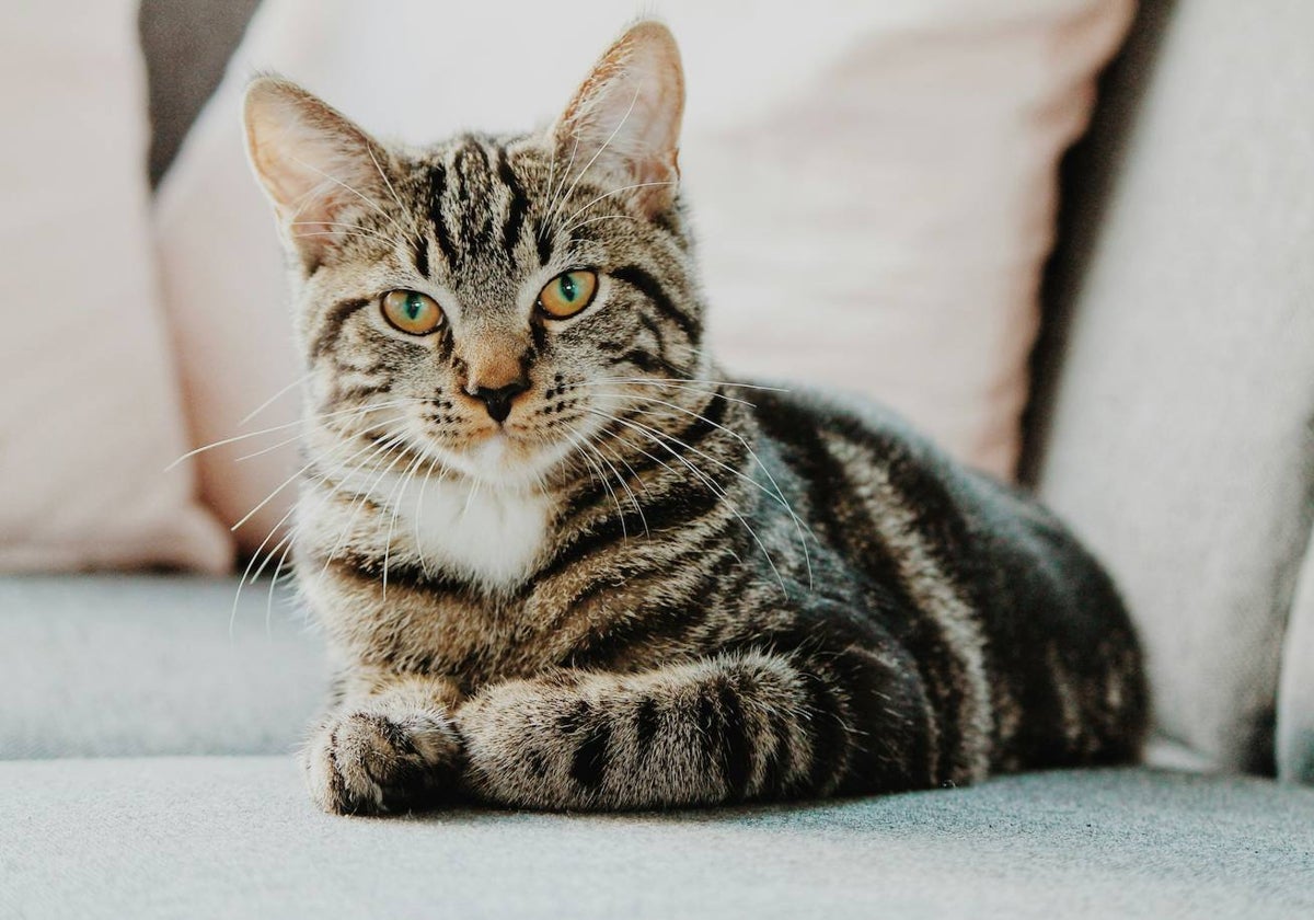 Estados Unidos confirma un caso de peste bubónica y un felino podría ser el culpable