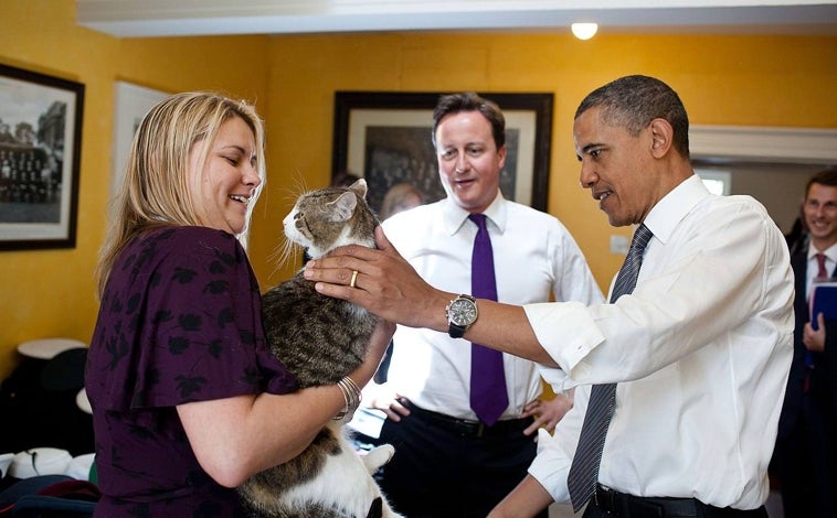 Imagen principal - Arriba, Barack Obama acaricia a Larry durante una visita a Downing Street. Abajo, el jefe ratonero se pasea por delante del antiguo primer ministro, Boris Johnson. A la derecha, un policía de la seguridad del 10 de Downing Street acaricia a Larry