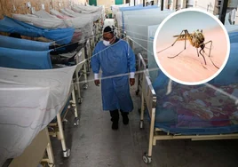 La OMS alerta de que la mitad de la población mundial está en riesgo de padecer el dengue