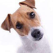 ¿Qué significa que tu perro incline la cabeza cuando le hablas? Esto es lo que dicen los expertos y no es lo que creías