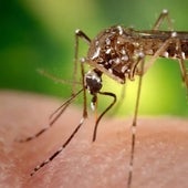 Perú decreta la emergencia sanitaria por dengue en 20 regiones