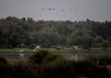 La Eurocámara da el visto bueno definitivo a la ley de Restauración de la Naturaleza