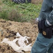 Cadáveres y restos óseos semienterrados: así es la 'granja de los horrores'
