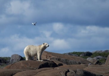 Todo el hielo del Ártico podría desaparecer en verano a partir de 2035