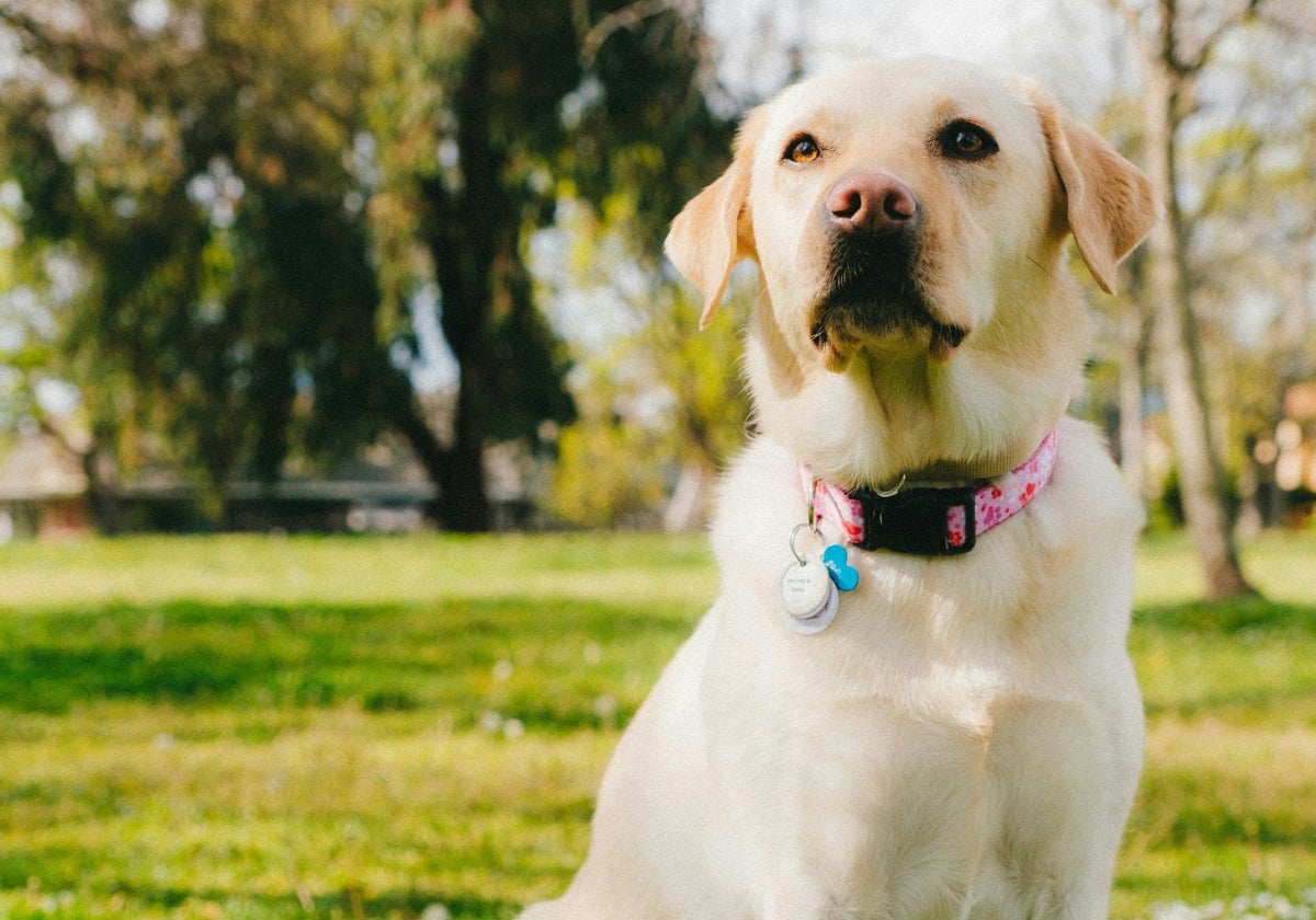 Descubren el misterio detrás de que tu perro labrador siempre tenga hambre: una mutación genética