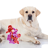 ¿Es recomendable el pienso con microbiota para mascotas?