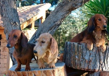 ¿Alemania prohibirá los perros salchicha? La verdad sobre la polémica por su ley de bienestar animal