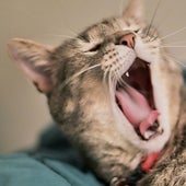 Estas son las horas que duerme los gatos y perros: también padecen trastornos del sueño