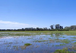 La sequía da una pequeña tregua a Doñana: las lluvias de Semana Santa favorecen a la fauna de las lagunas