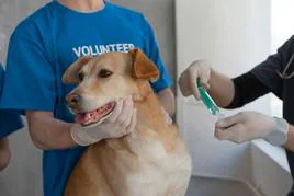 Veterinario gratis para tu mascota con esta ayuda del Gobierno: requisitos y cómo obtenerla