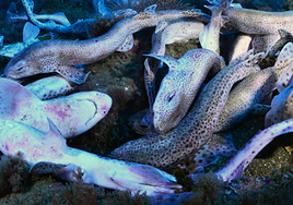 Aparecen más de medio centenar de pintarrojas muertas en la bocana del puerto de Getaria (Guipúzcoa)