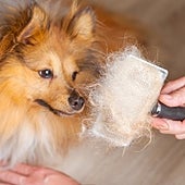 La muda de pelo: todo sobre el 'estriptis' estacional de nuestras mascotas