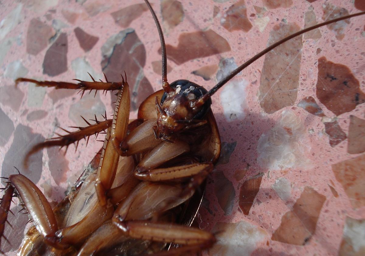 Expertos alertan del aumento de la población de cucarachas mutantes en España