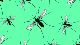 La innovación planta cara al mosquito, el ser vivo más letal del planeta