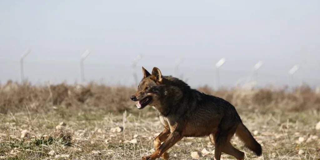 El Congreso da el primer paso para revisar la caza del lobo al norte del Duero