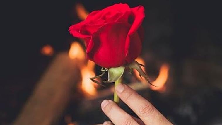 Una rosa por Sant Jordi