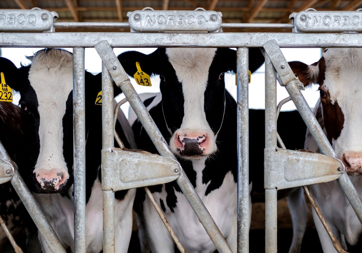 Vacas en un establo de Rockford, Illinois