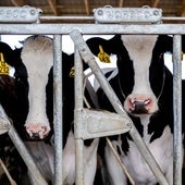 Estados Unidos encuentra el virus de la gripe aviar en leche vendida en los supermercados