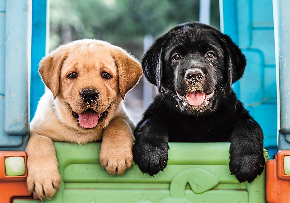 Un estudio explica por qué los perros pueden entender a los humanos y empatizar con ellos