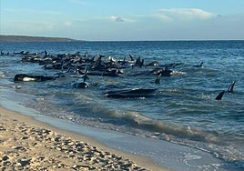 Más de 160 ballenas quedan varadas en una playa de Australia