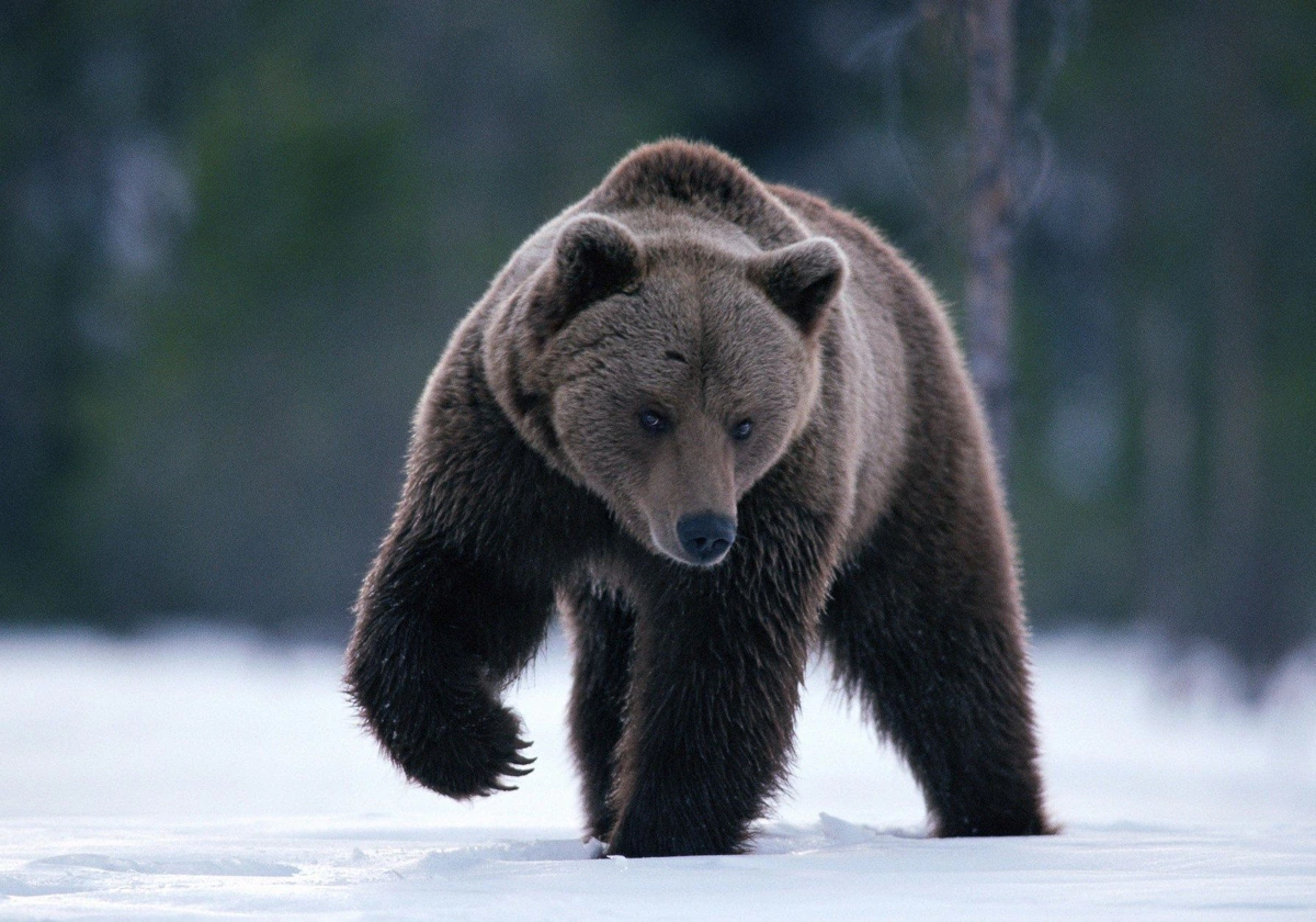 La muerte de un joven italiano atacado por un oso abre el debate sobre la  repoblación de estos animales en los Alpes