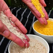 El freno judicial al arroz dorado reaviva la batalla de los transgénicos