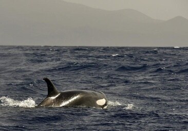 Las orcas hunden el primer barco de la temporada frente al Estrecho de Gibraltar