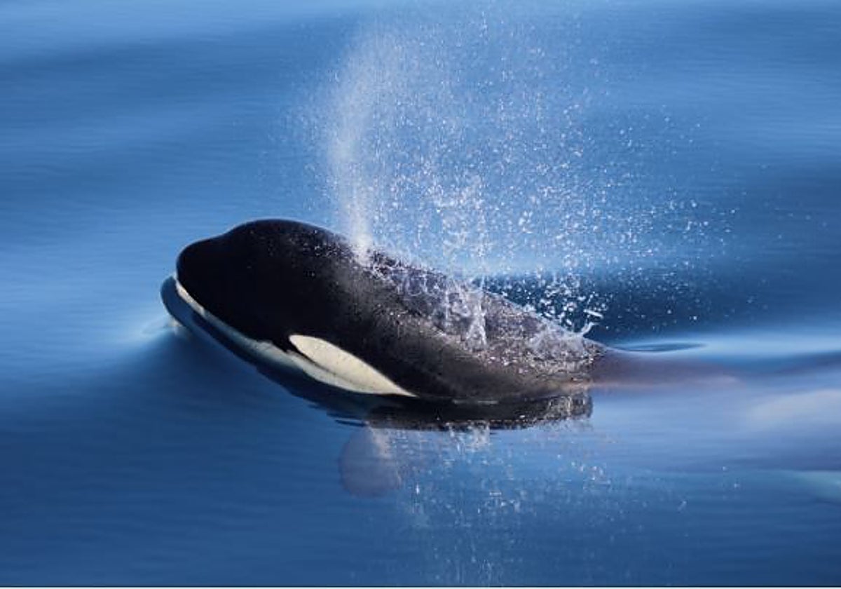 Una de las orcas en el Estrecho de Gibraltar