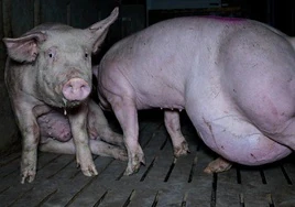 Comida con gusanos y heridas infectadas a base de un martillo con púas: así 'sobreviven' mil cerdos en una nueva «granja del terror»