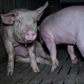 Comida con gusanos y heridas infectadas: la otra «granja del terror»