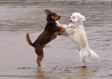 Estas son las señales que indican que tu perro tiene autismo