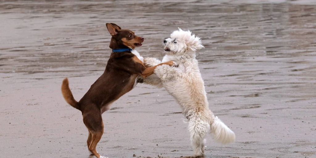 Estas Son Las Señales Que Indican Que Tu Perro Tiene Autismo