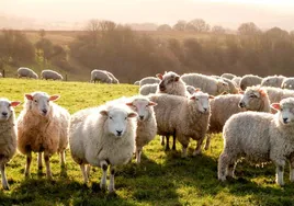 Un rebaño de ovejas en una imagen de archivo.