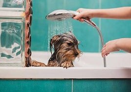 Cada cuánto tiempo tienes que bañar a tu perro: esta es la frecuencia recomendada según su pelaje