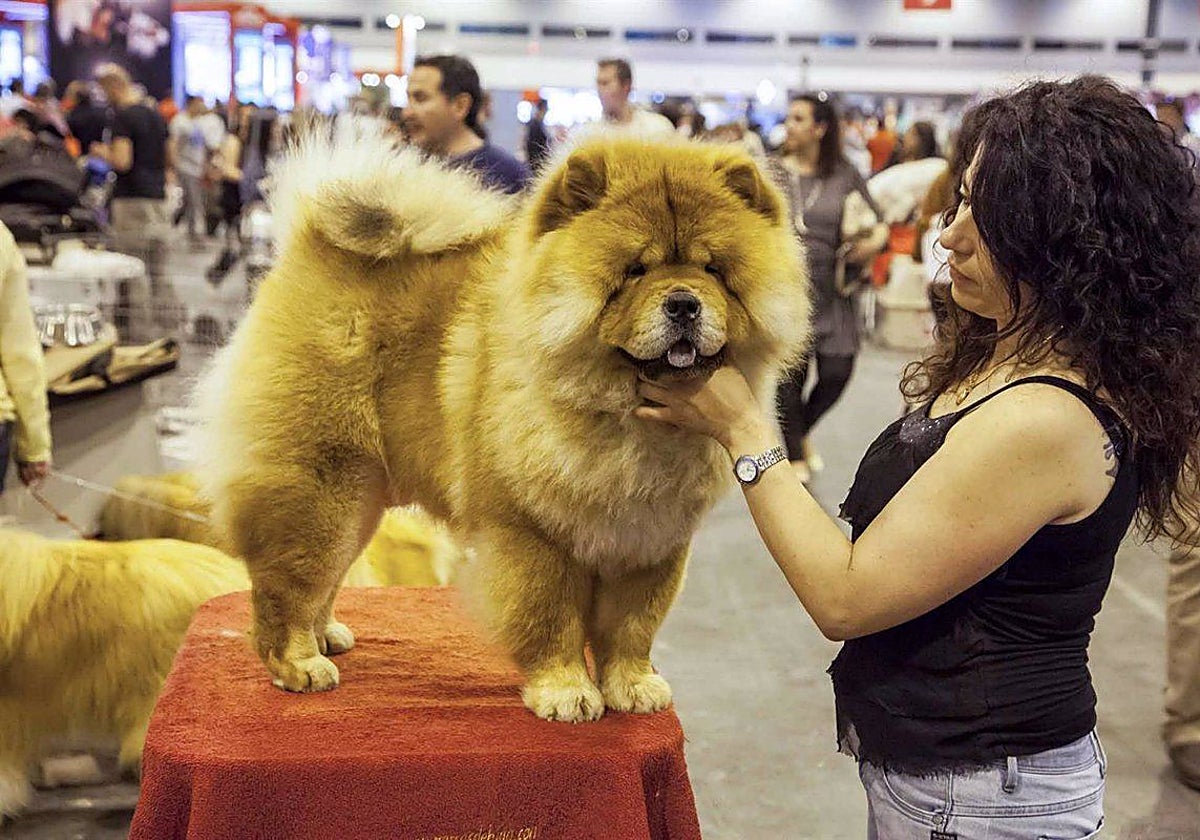 Exposición internacional de la Real Sociedad Canina de España