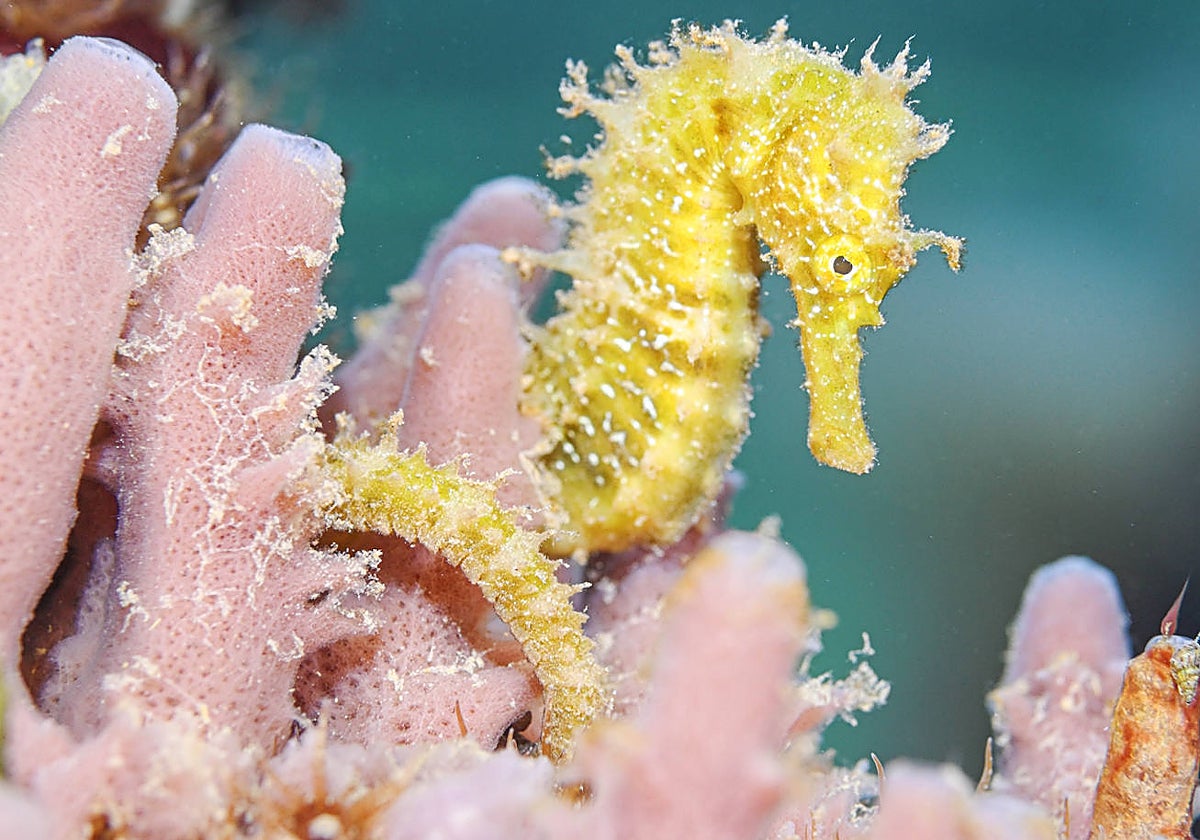Ejemplar juvenil de un caballito de mar en el Mar Menor