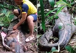 Dos imágenes del reptil después de ser capturado